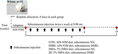 Isomaltooligosaccharides inhibit early colorectal carcinogenesis in a 1,2-dimethylhydrazine-induced rat model